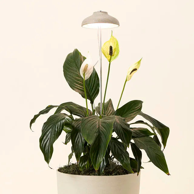 Instant Sun Grow Lamp