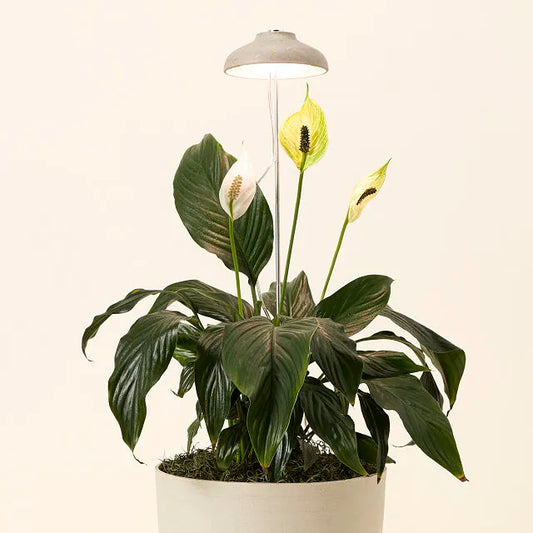 Instant Sun Grow Lamp