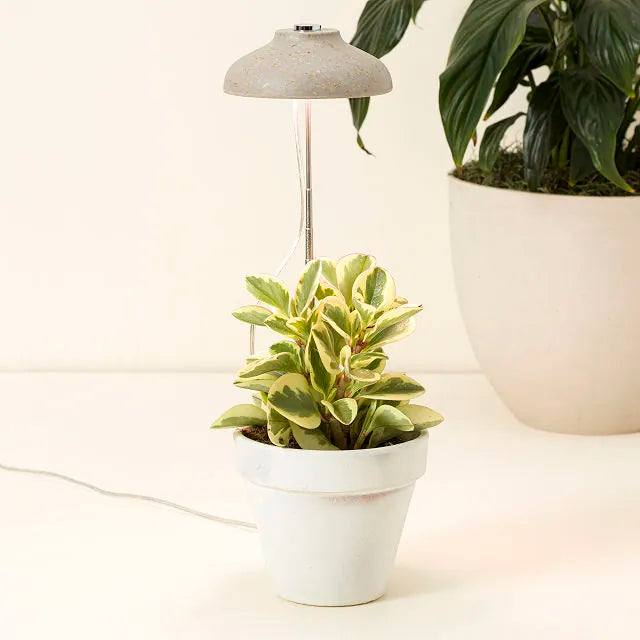 Instant Sun Grow Lamp