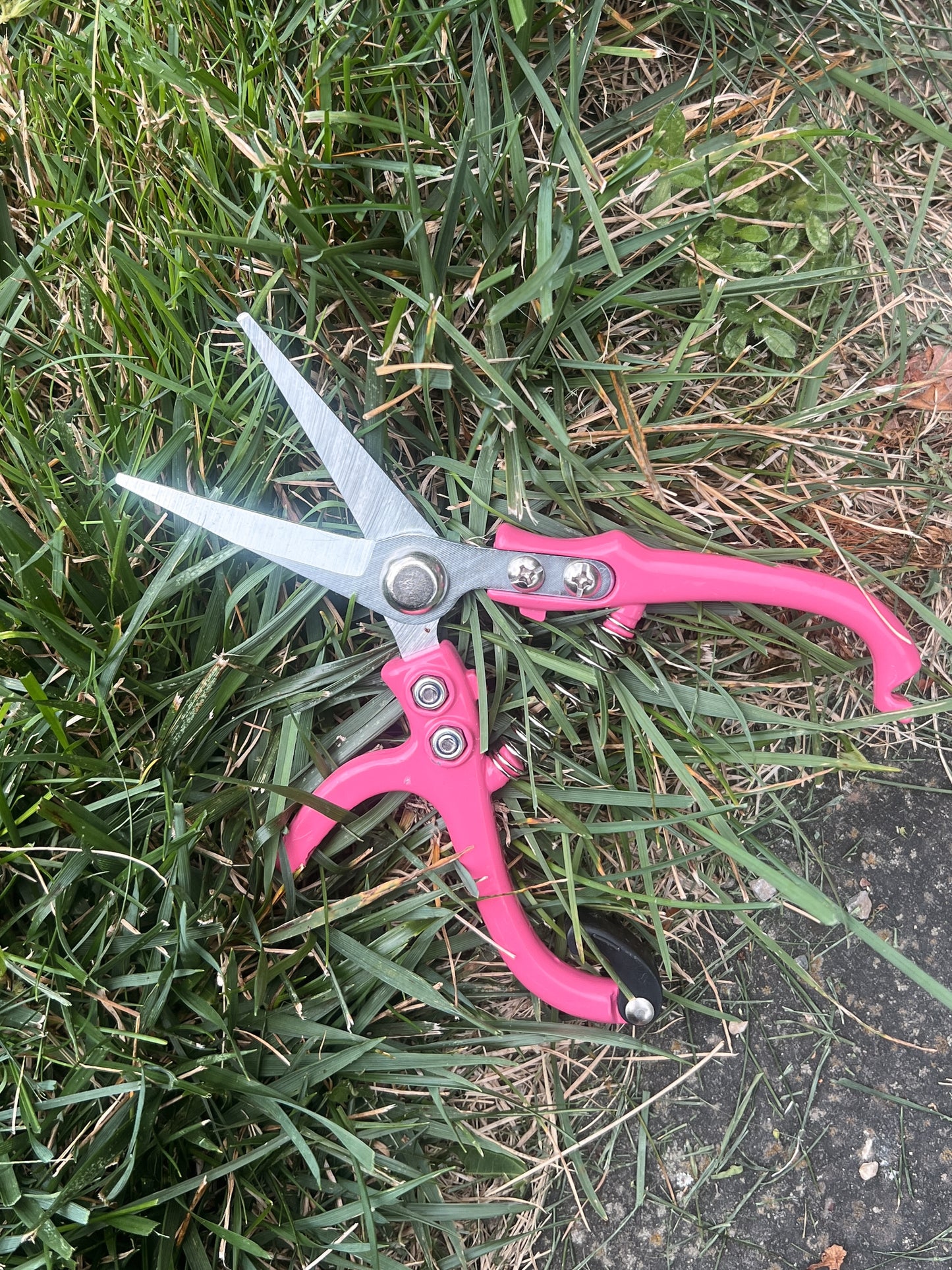Carbon Steel Pruning Shears