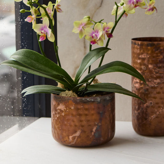 Alchemy Brass Pot